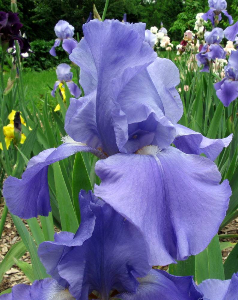 Iris germanica 'Sugar Blues' - Sugar Blues Reblooming Iris | PlantMaster