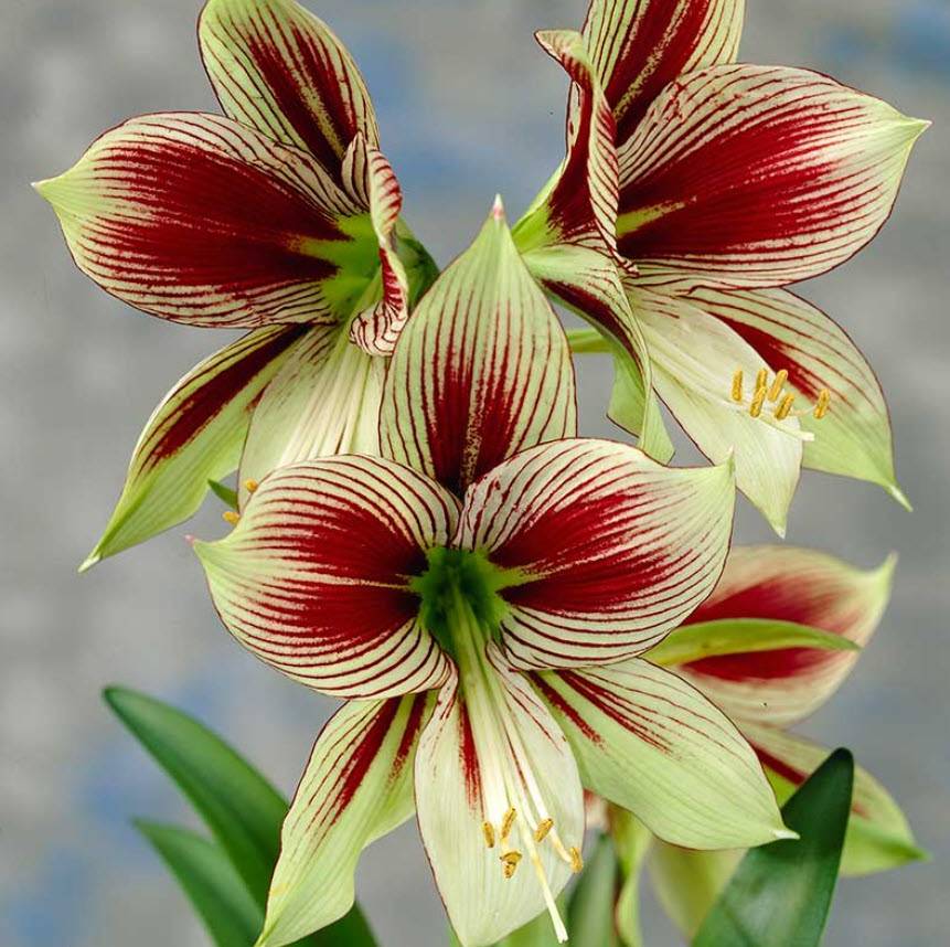 Hippeastrum Papilio – 1 Planta Viva – Bulbo Raro De Tela De Araña (mariposa)