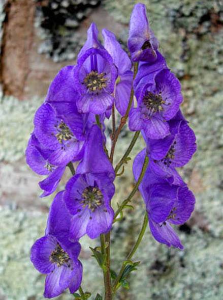 Aconitum carmichaelii - Azure Monkshood | PlantMaster
