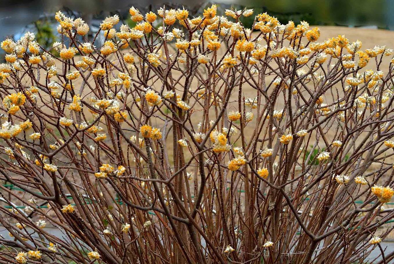 cherry bush plant Easy As Pie Bush Cherry (Prunus)