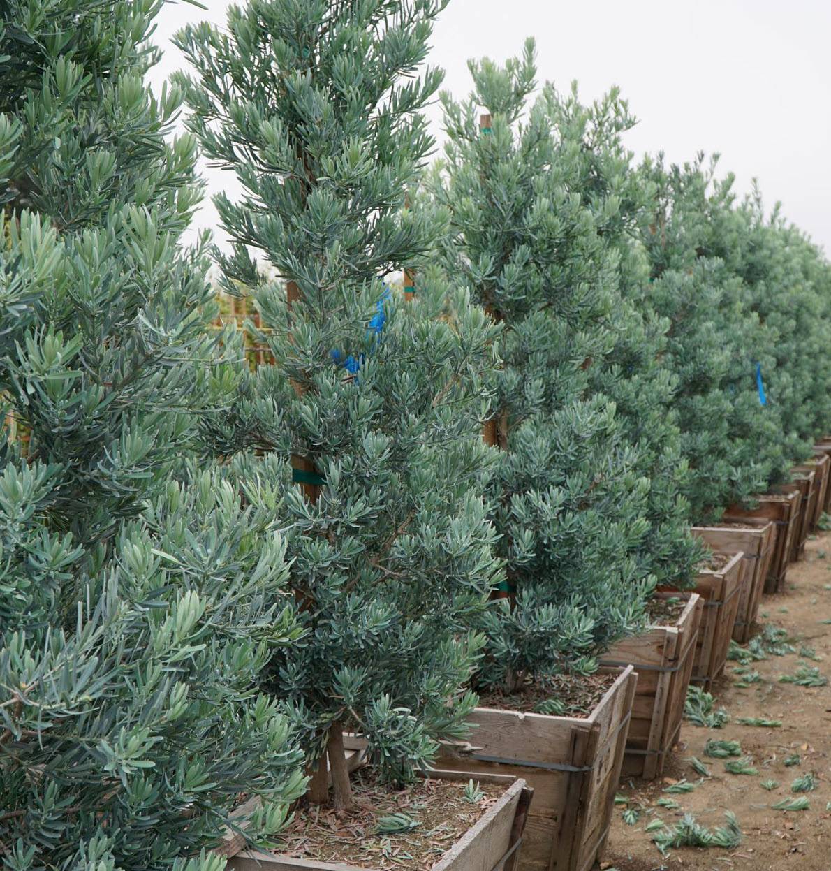Podocarpus elongatus 'Crystal Blue' - Crystal Blue Yellow-Wood | PlantMaster
