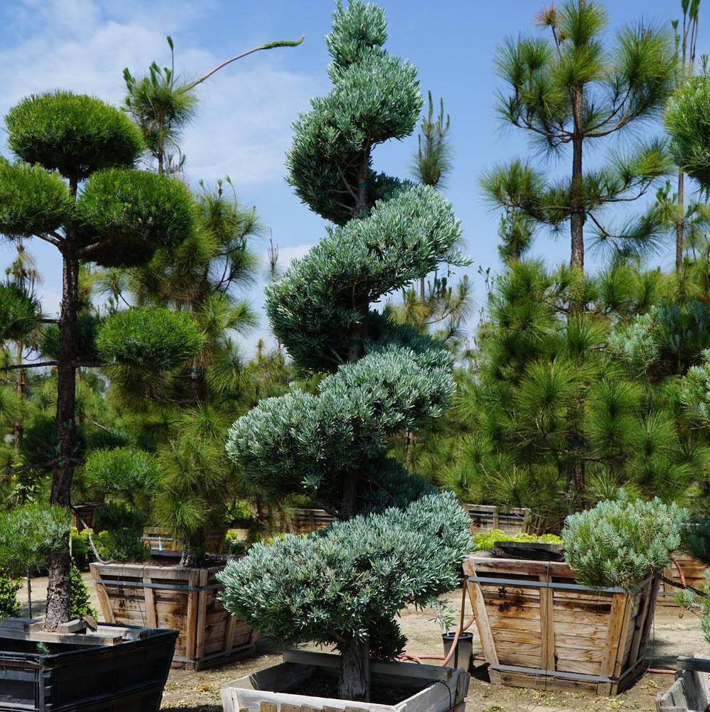 Podocarpus elongatus 'Crystal Blue' - Crystal Blue Yellow-Wood | PlantMaster