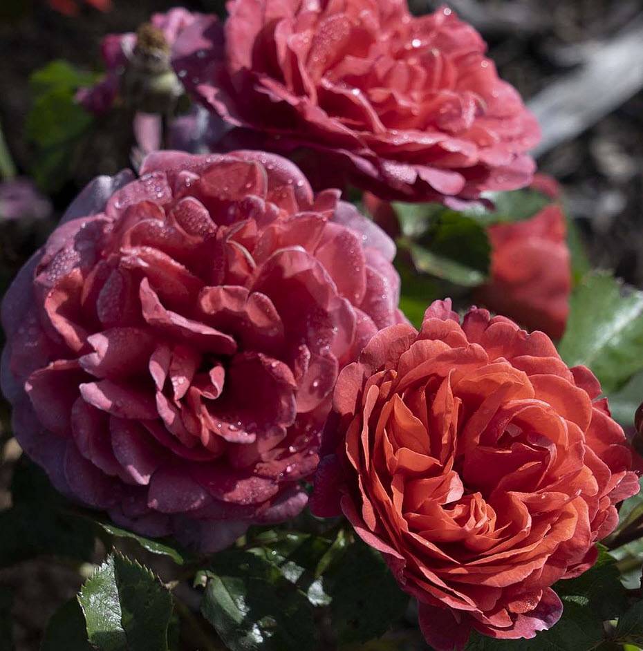 Rose Crimson Sky