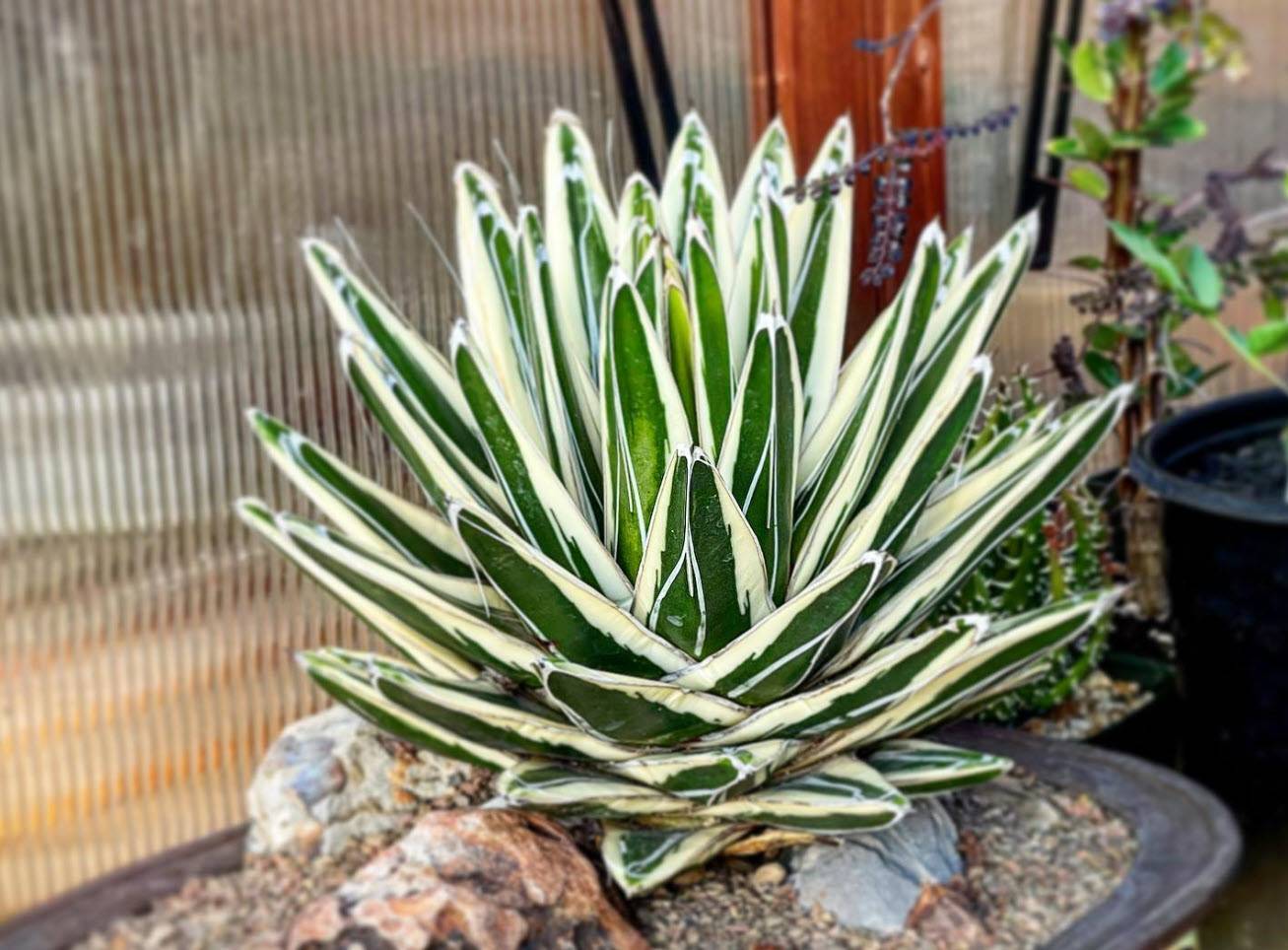 Agave victoriae-reginae 'Albomarginata' - White Rhino Agave | PlantMaster