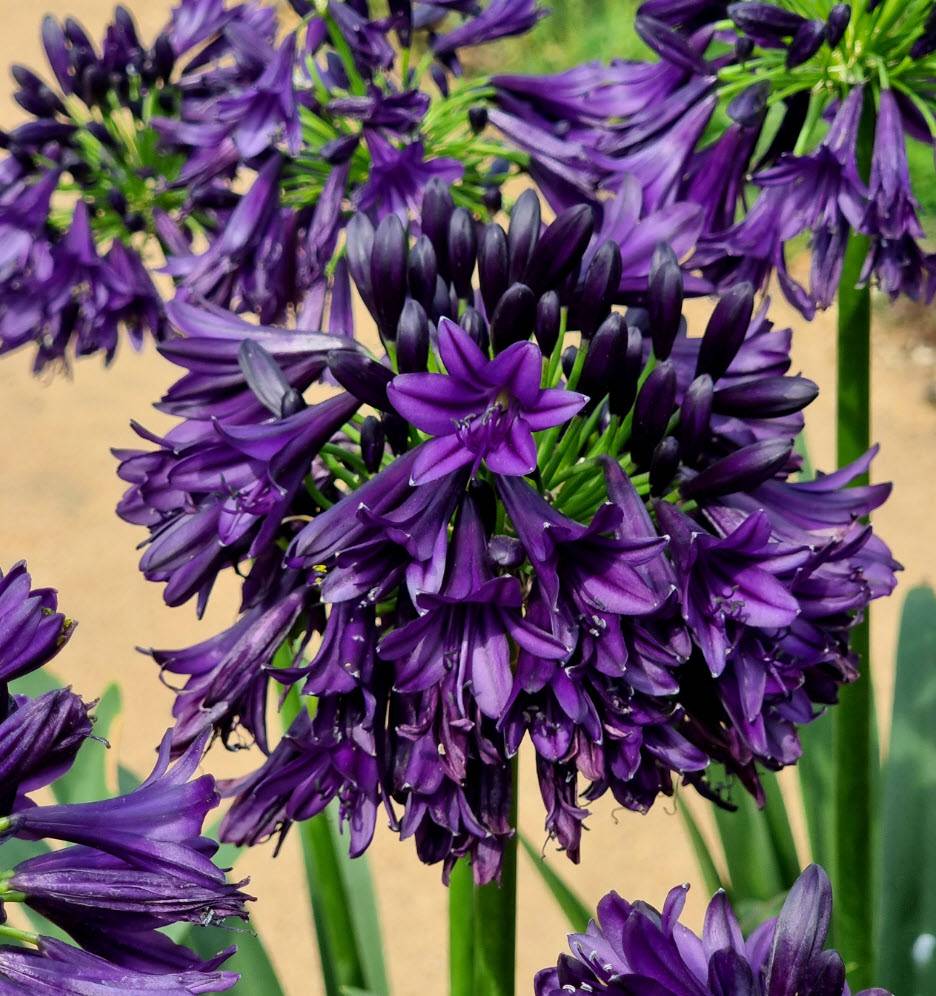 Agapanthus 'Blackjack' - Blackjack Lily of the Nile | PlantMaster