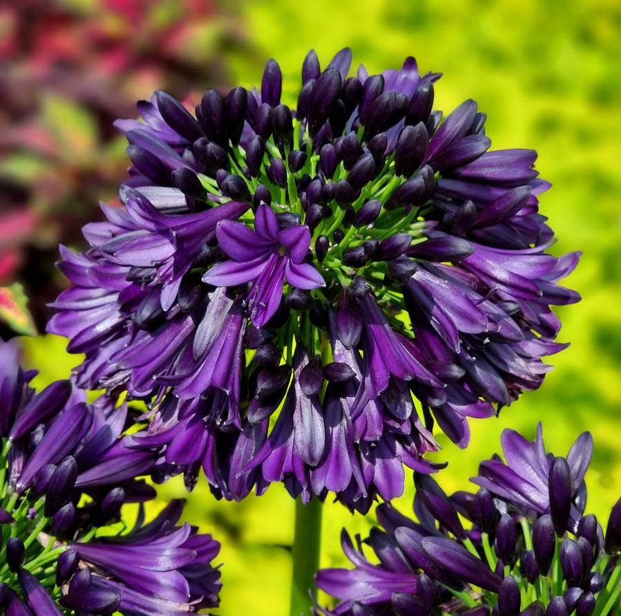 Agapanthus 'Blackjack' - Blackjack Lily of the Nile