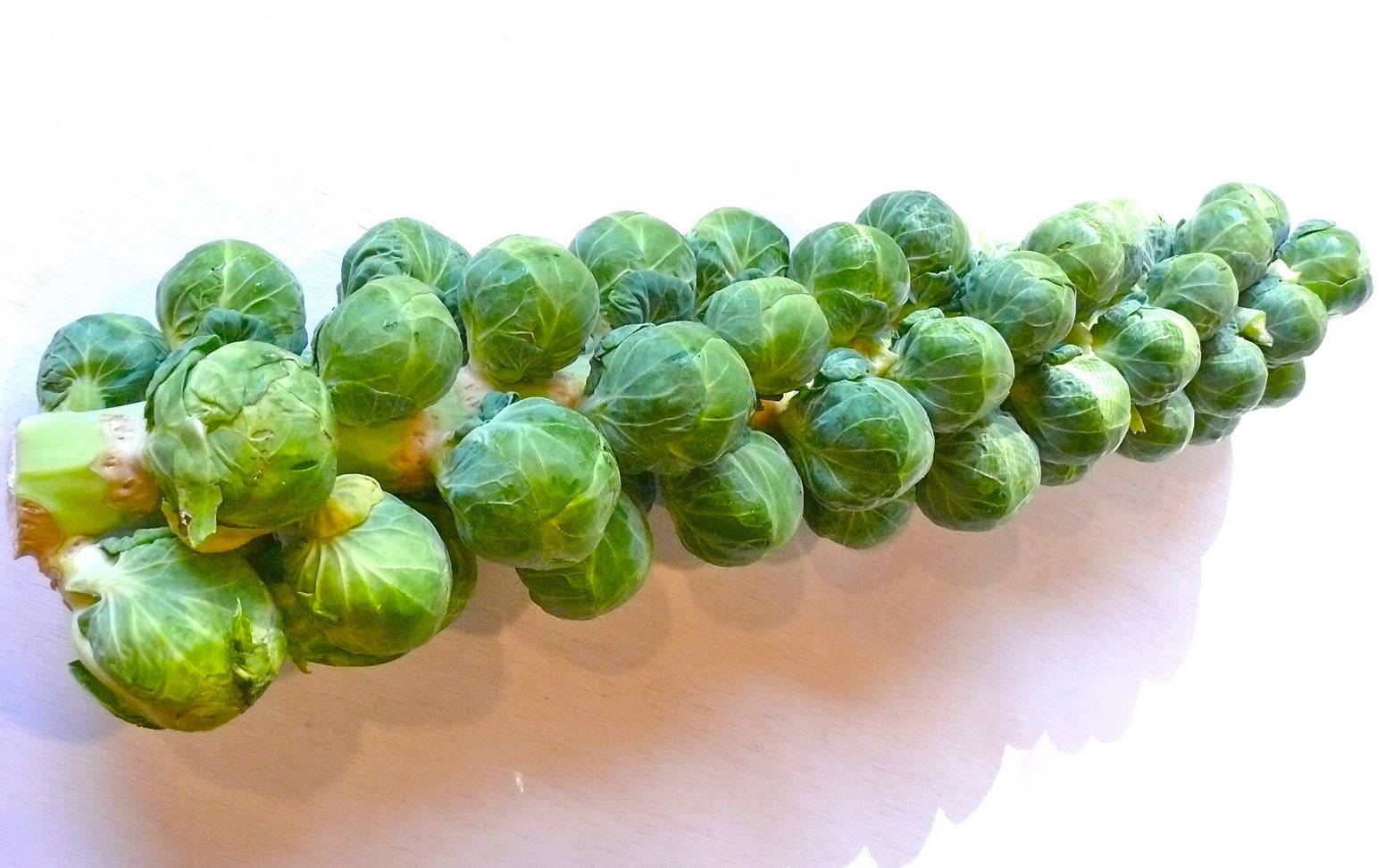 Brassica oleracea 'Bubbles and Squeaks' - Bubbles Brussels Sprouts |  PlantMaster