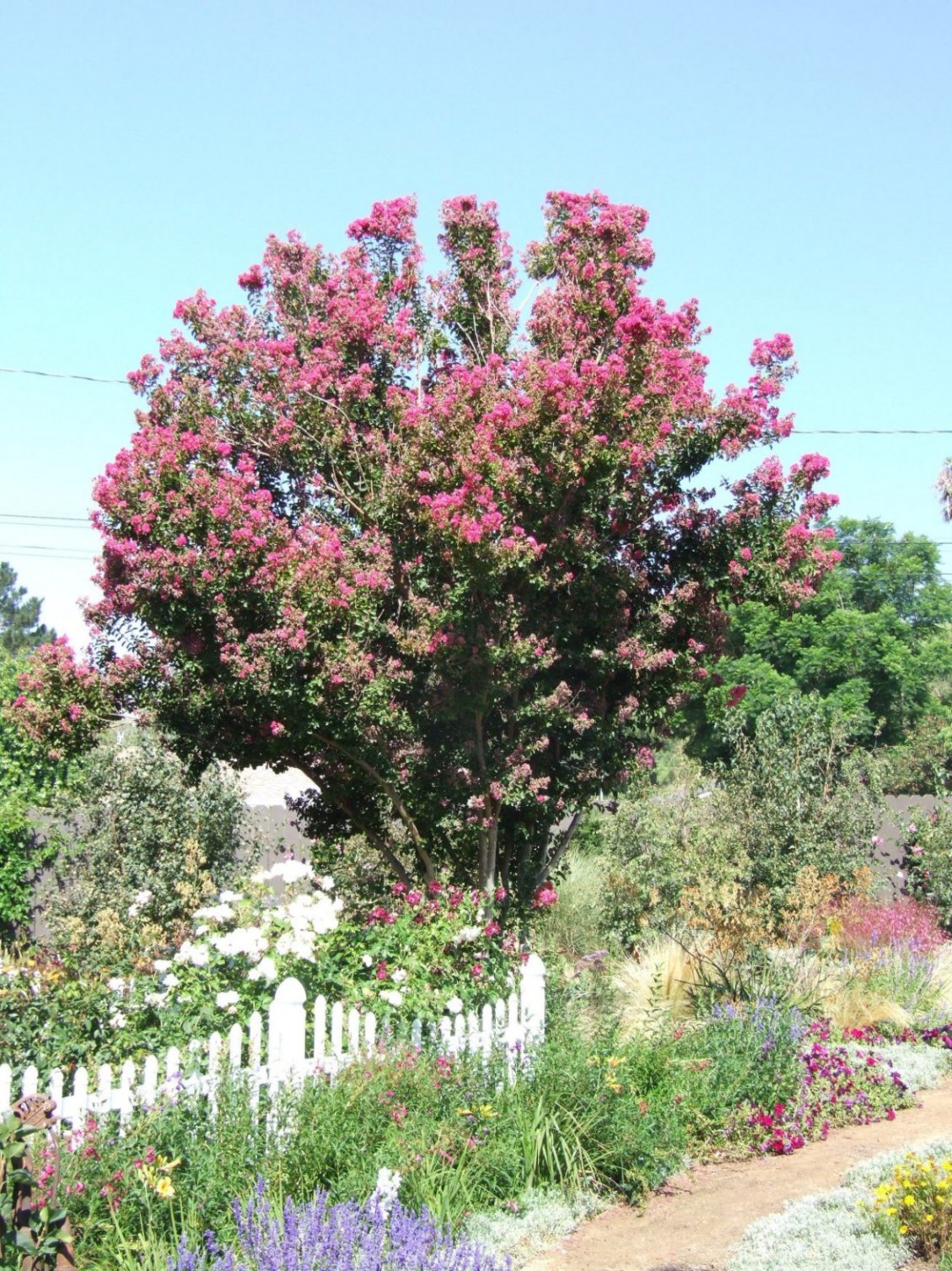 Lagerstroemia indica 'Muskogee' - Muskogee Lavender Crape Myrtle |  PlantMaster, image size:1129x1506