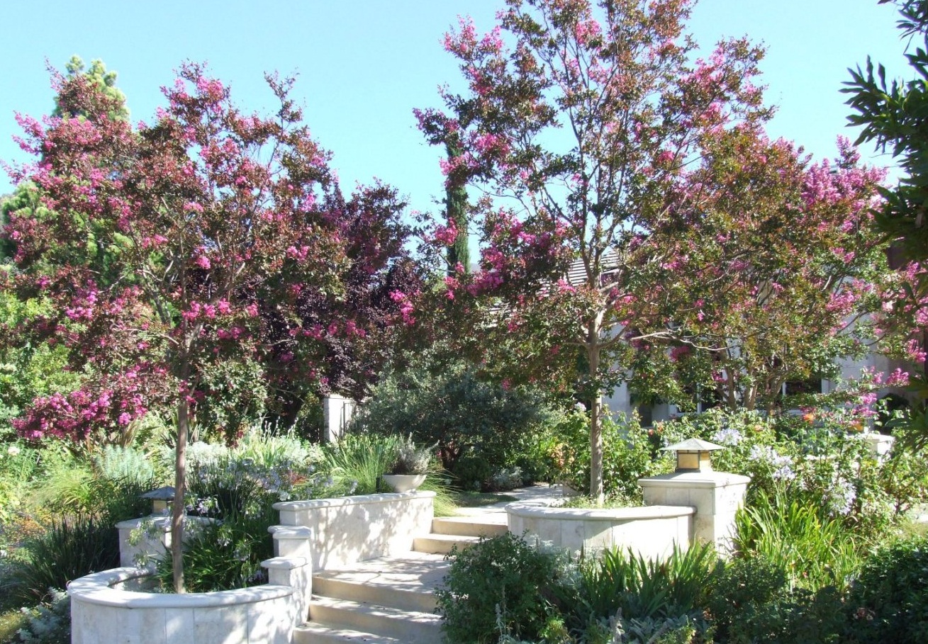 Lagerstroemia indica 'Muskogee' - Muskogee Lavender Crape Myrtle |  PlantMaster