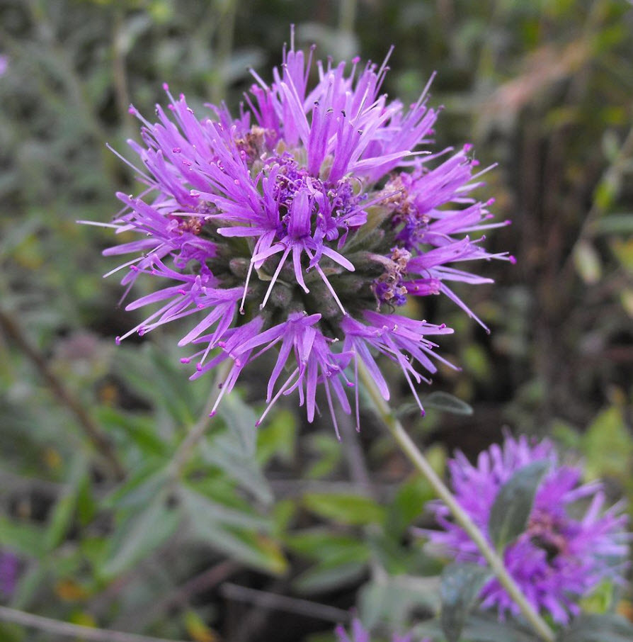 Monardella villosa - Coyote Mint | PlantMaster