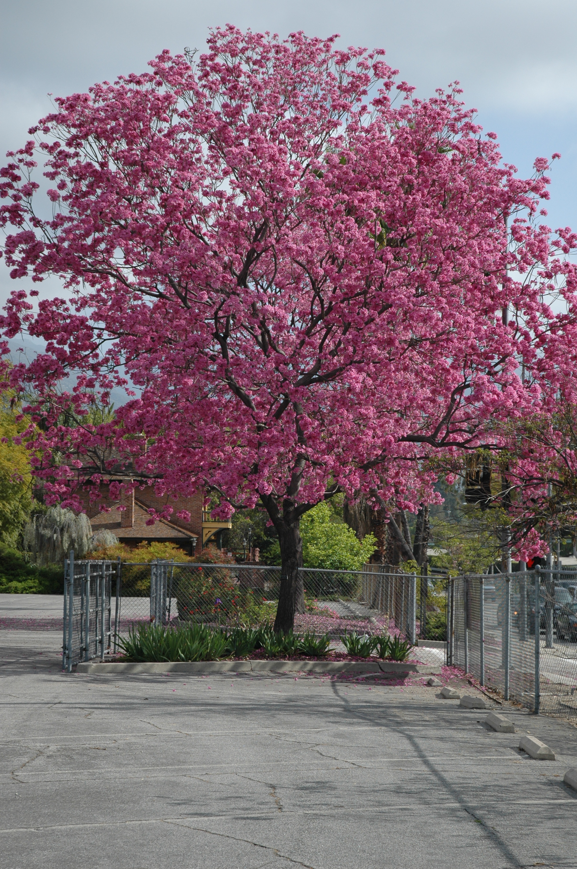 tabebuia impetiginosa