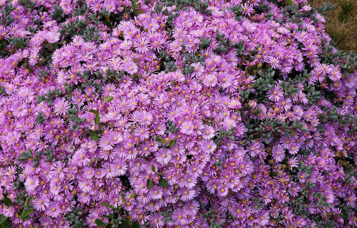 Lampranthus deltoides - Deltoid-leaved Dew Plant | PlantMaster