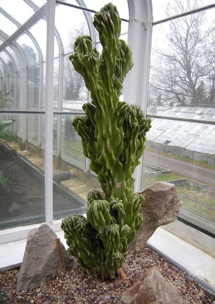 Cereus hildmannianus montrose - Monstrose Apple Cactus | PlantMaster