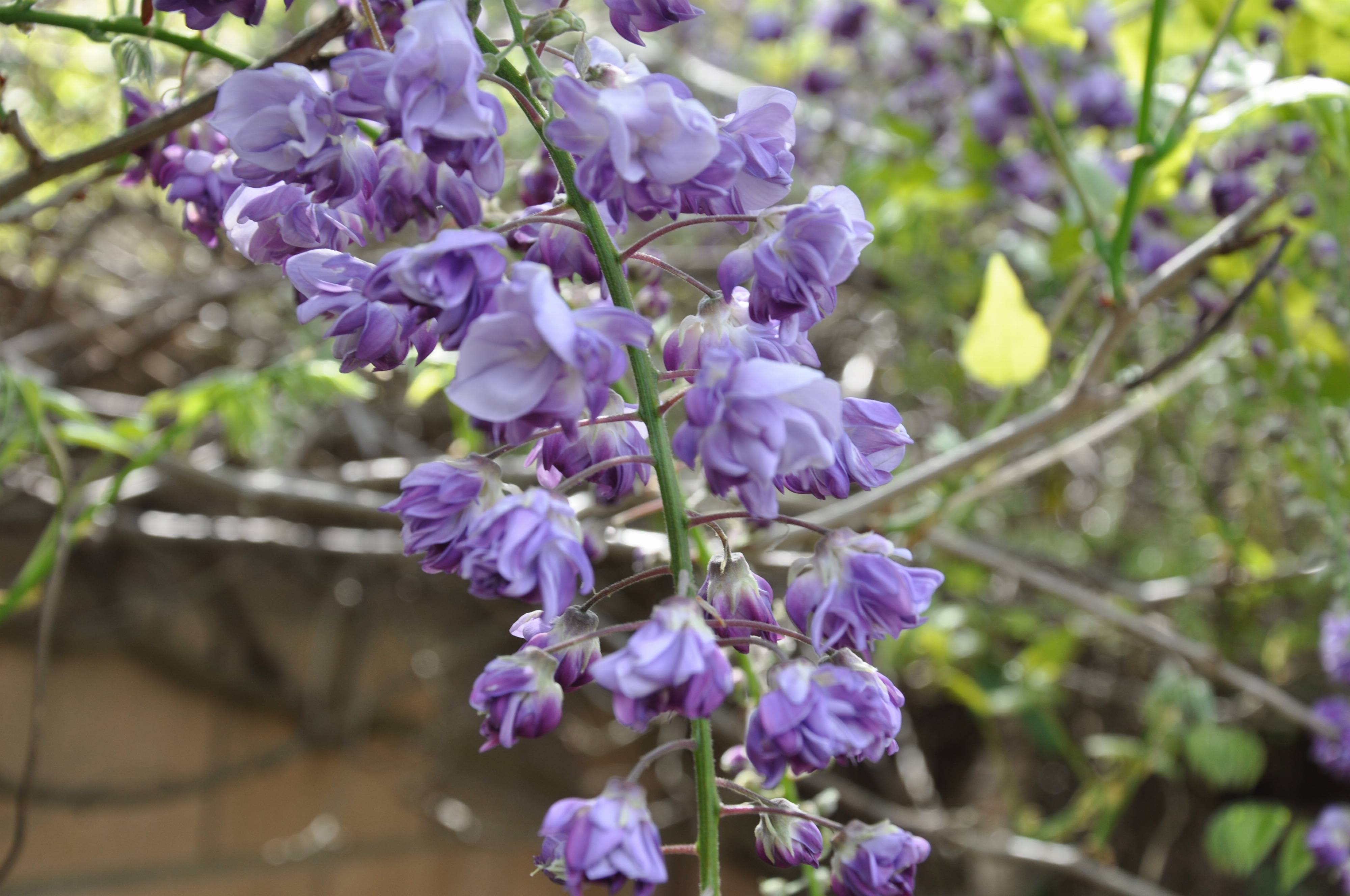 Wisteria sp. - Wisteria varieties | PlantMaster