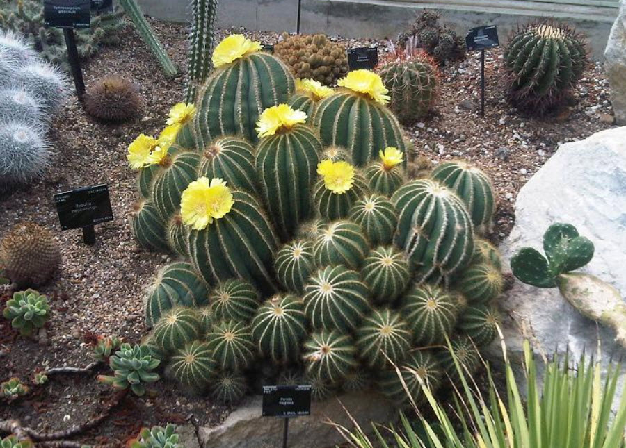 Parodia magnifica