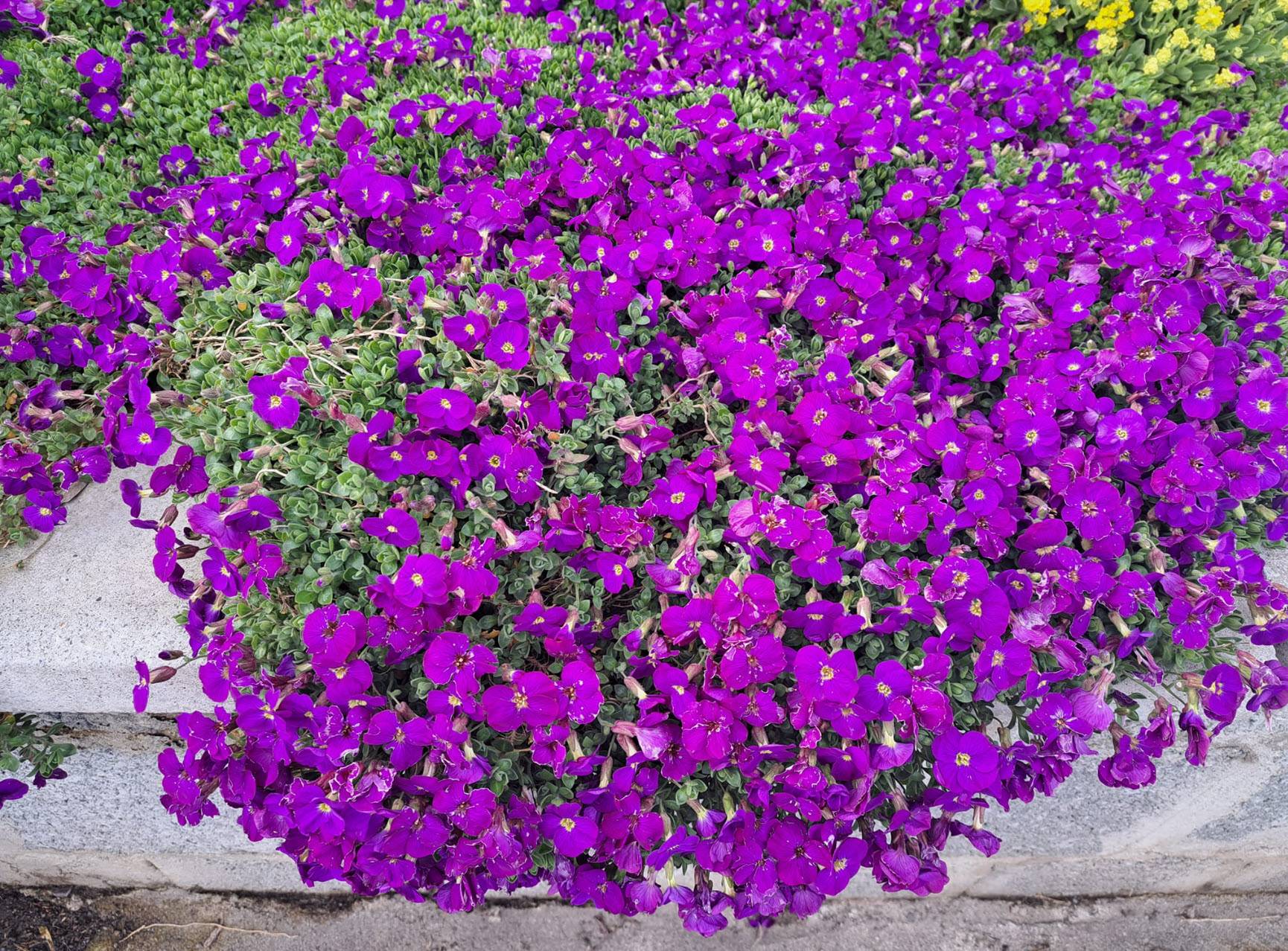 gnat plant killer 20-Pack Non-Toxic Fungus Gnat Sticky Traps – Plant Daddy Essentials