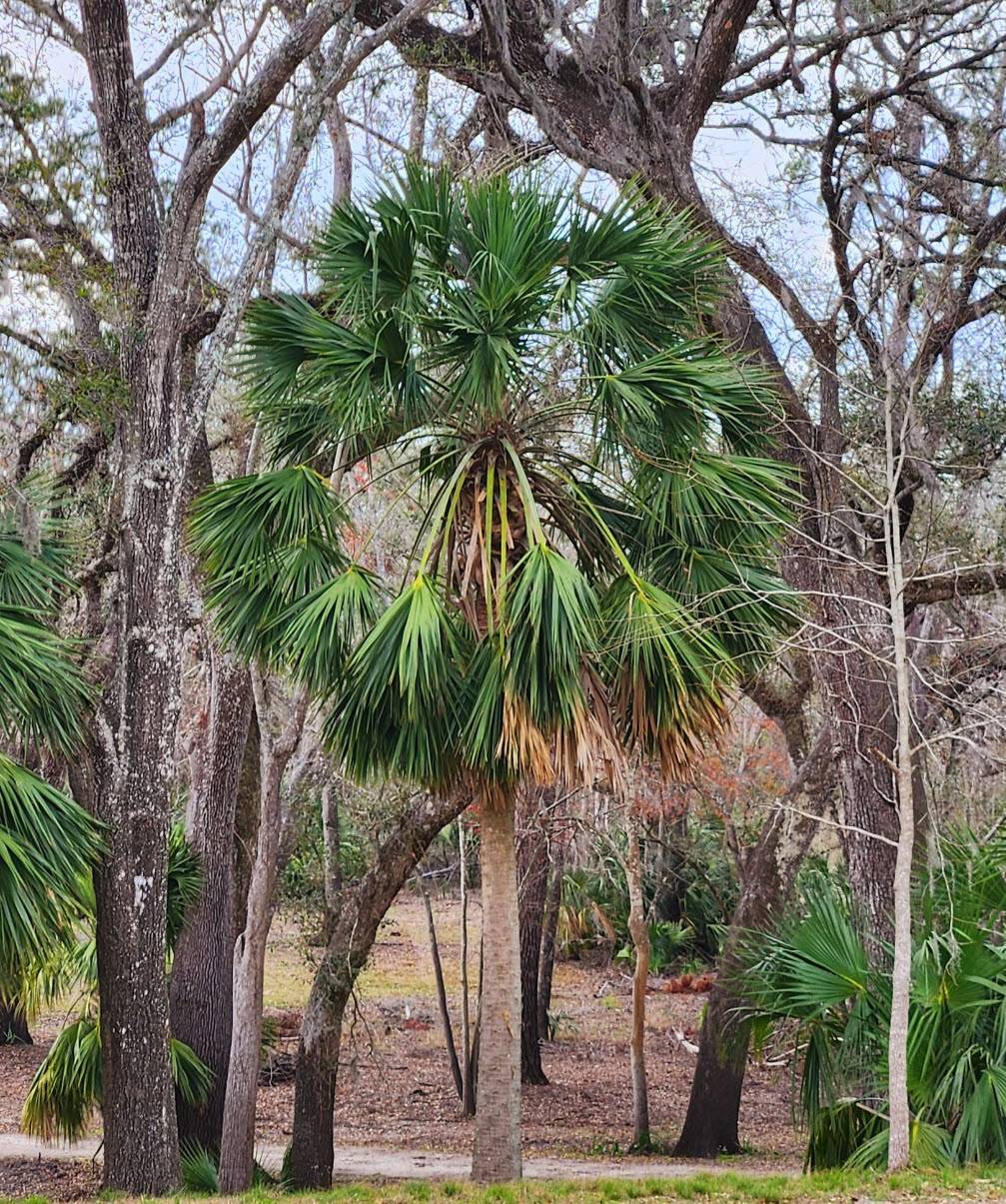 Sabal palmetto - Cabbage Palm | PlantMaster, image size:1007x1205