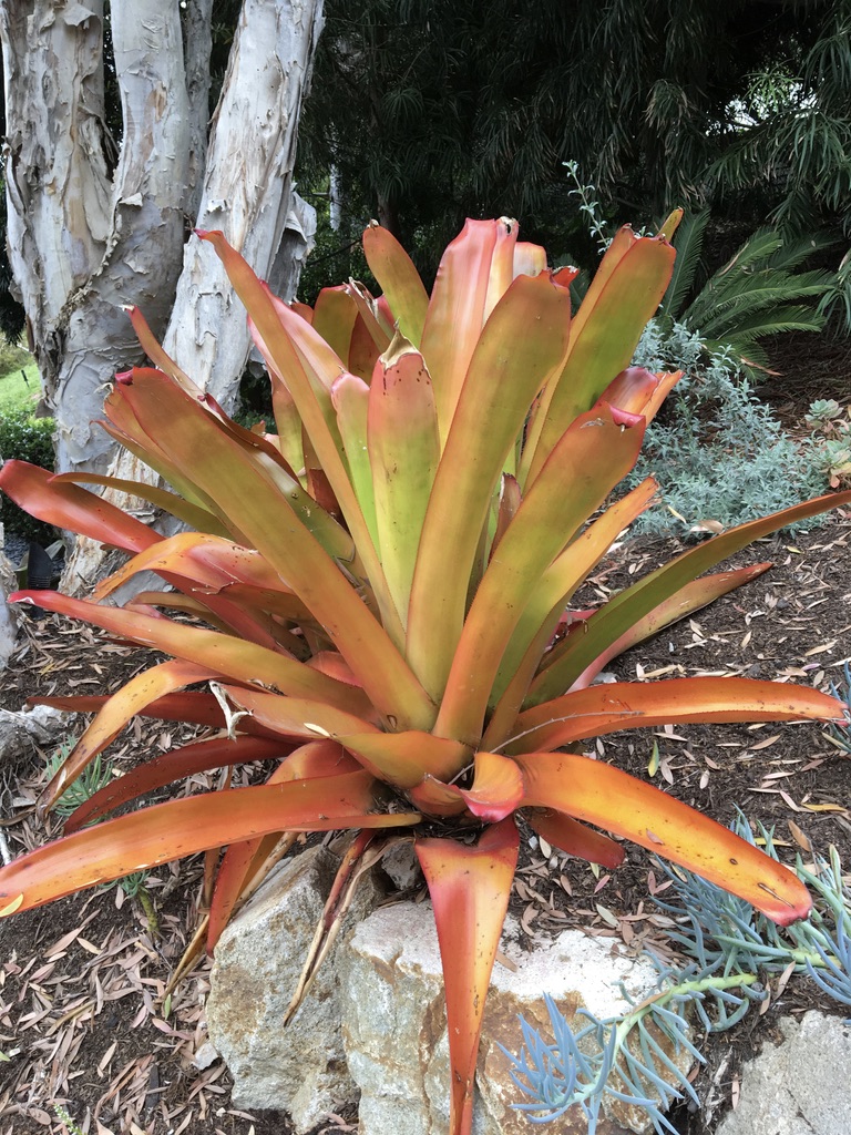 Aechmea blanchetiana 'Orange'