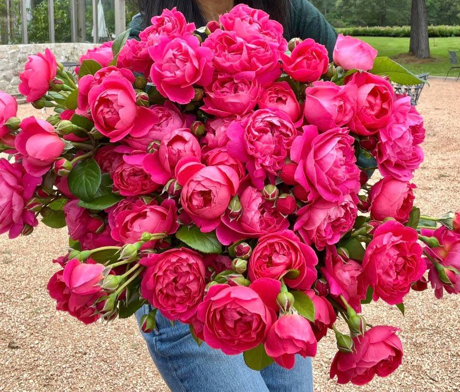 Rosa floribunda 'Powerpuff' - Powerpuff Rose | PlantMaster