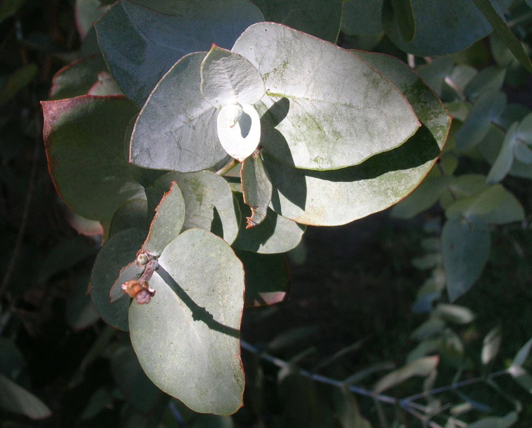 Эвкалипт cinerea