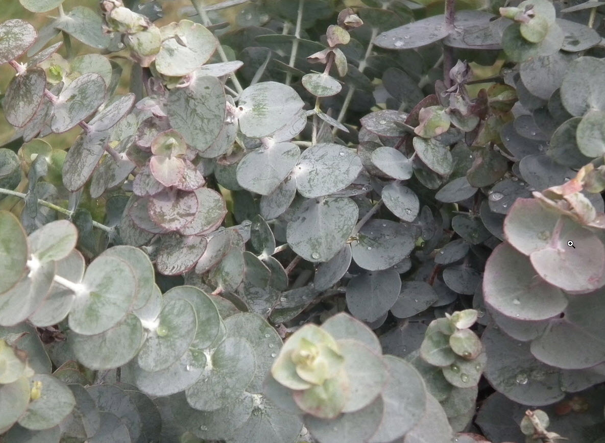 Эвкалипт cinerea