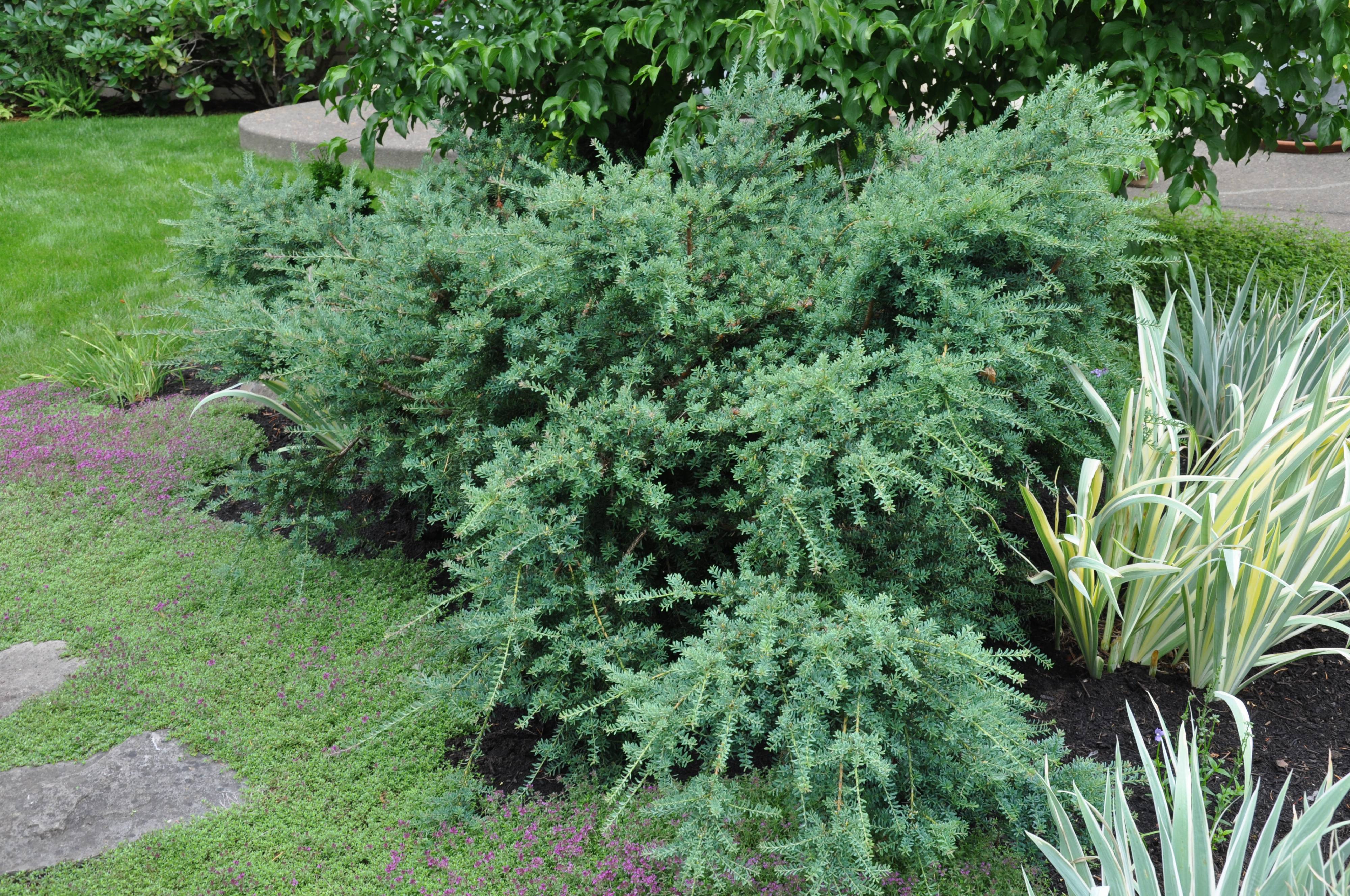 thuja occidentalis smaragd kaufen Smaragd Lebensbaum