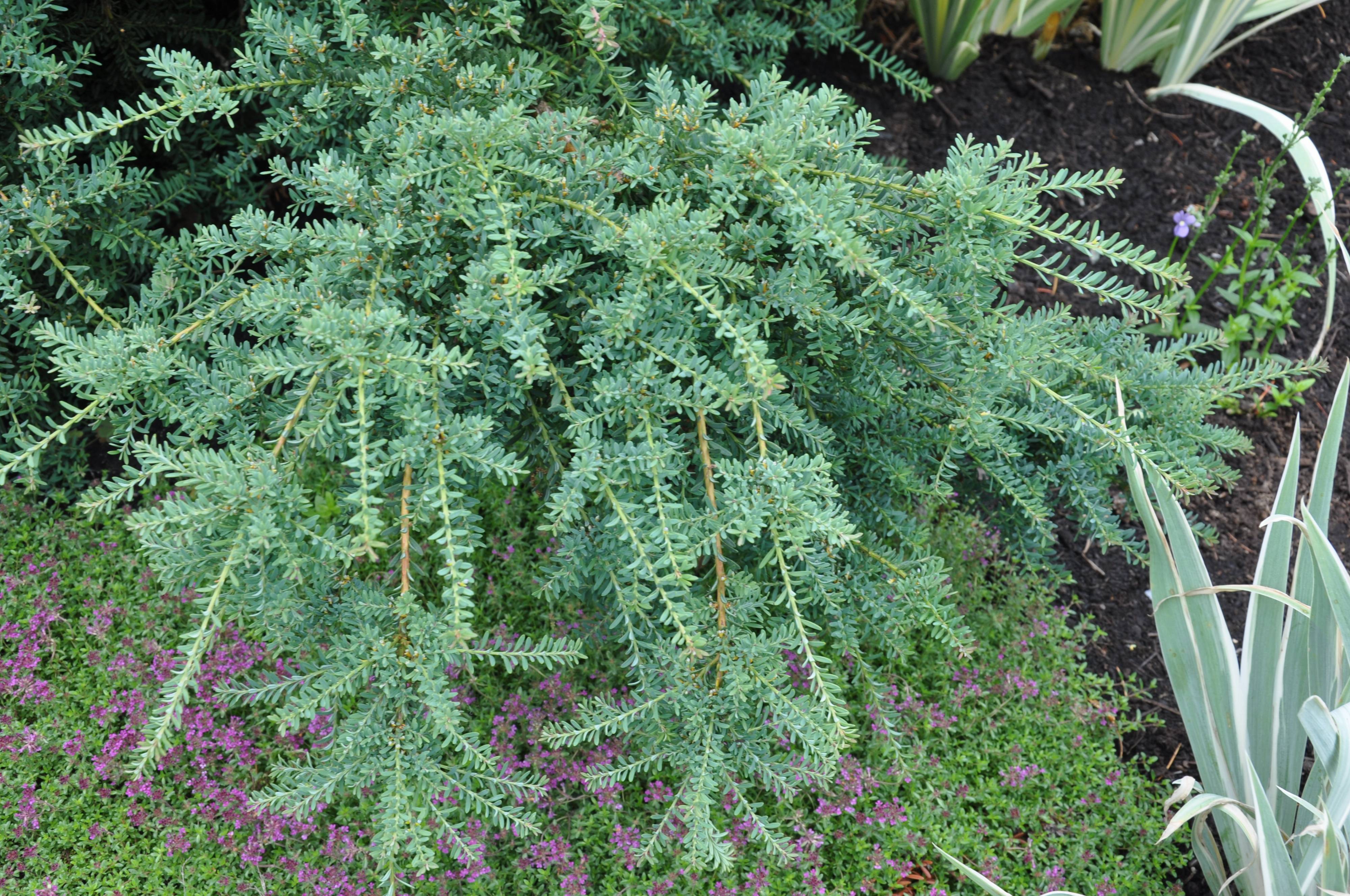 Podocarpus lawrencei 'Blue Gem' - Blue Gem Prostrate Yew Pine | PlantMaster