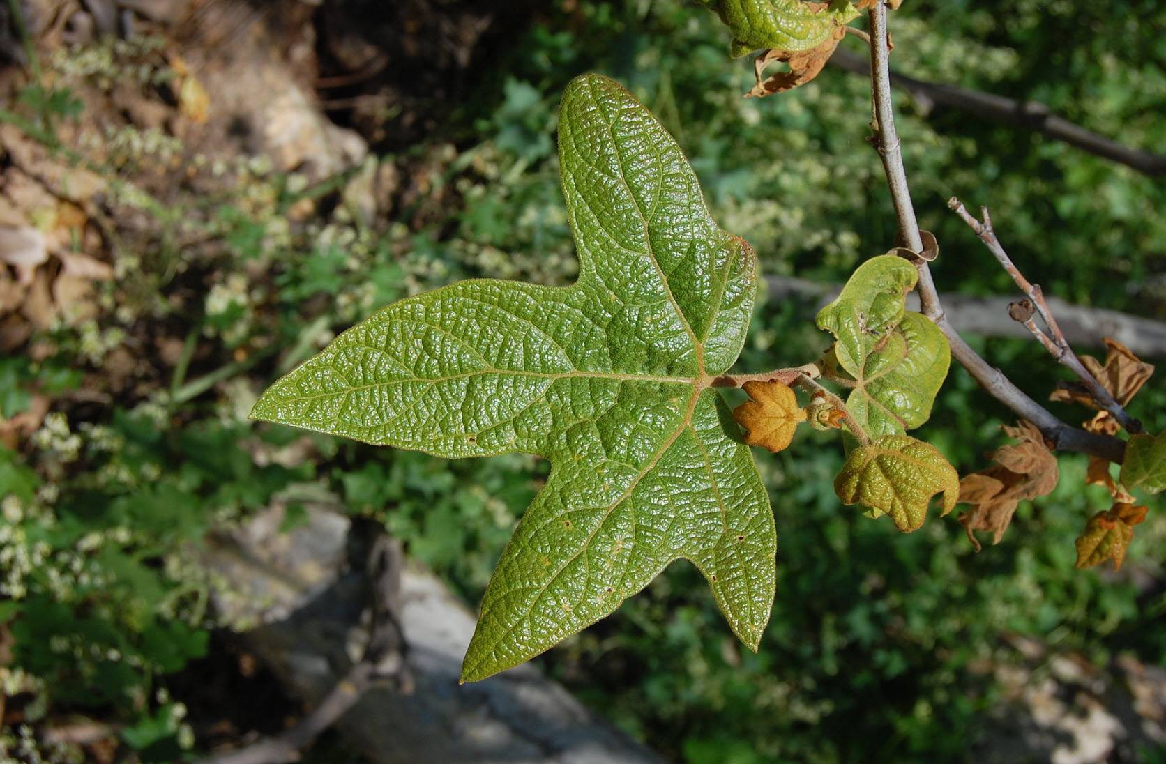 Platanus racemosa 'Roberts' - Roberts California Sycamore