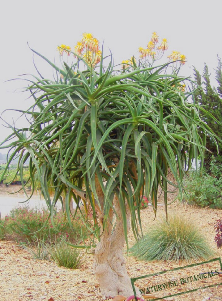 Aloe bainesii hybrid 'Neanderthaloe' - Neanderthaloe | PlantMaster