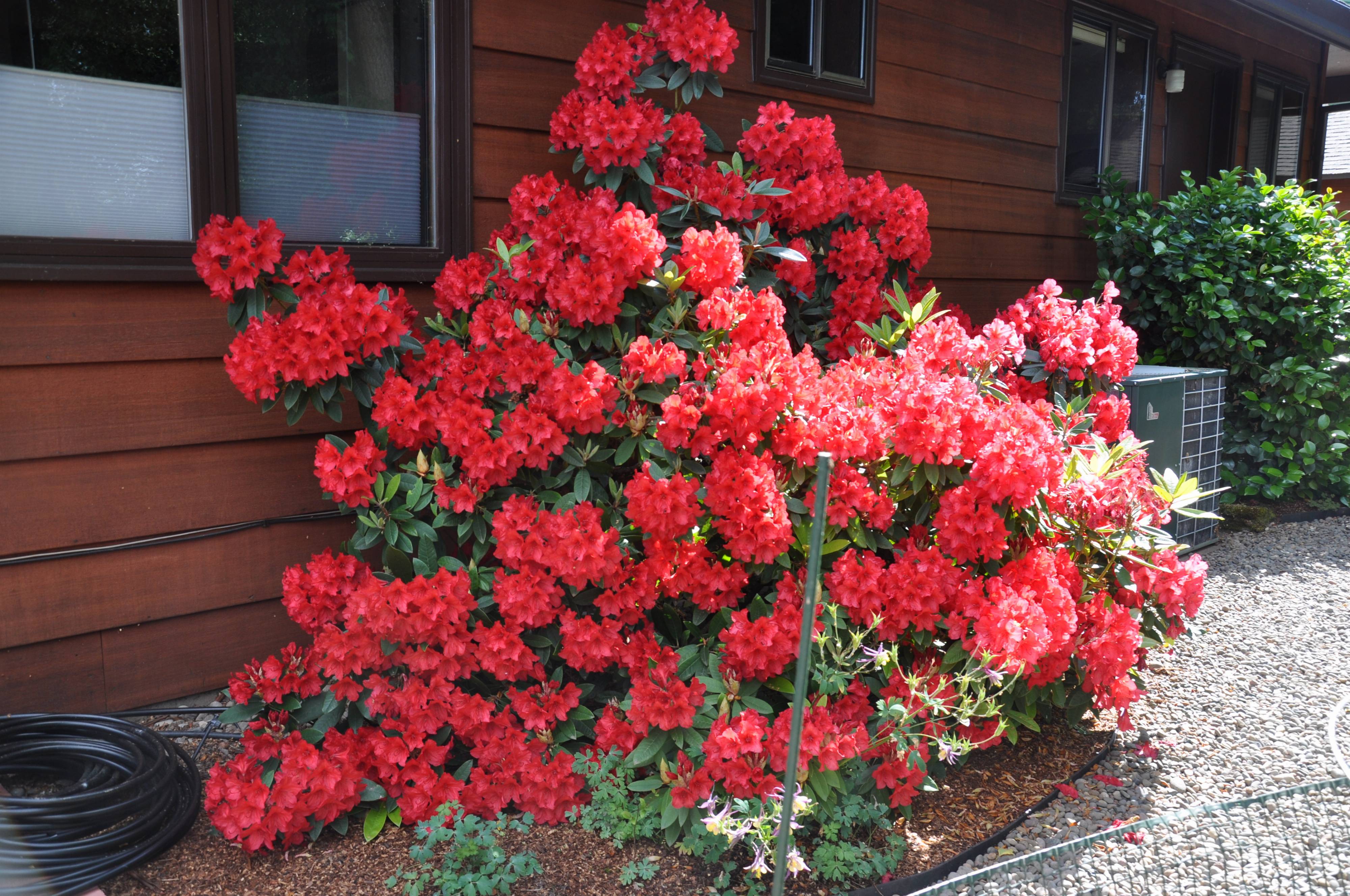 Rhododendron indicum - Indica Azalea | PlantMaster