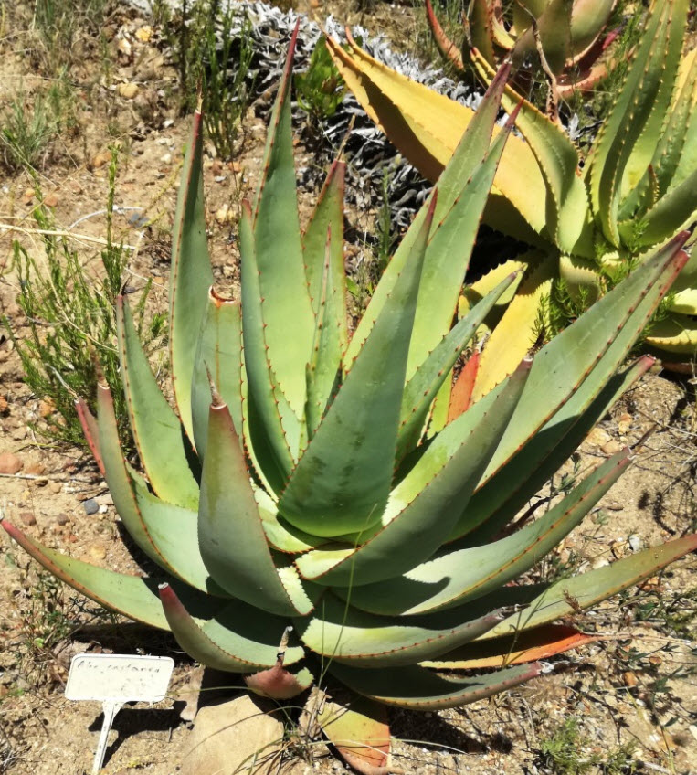 aloe vera regen ReGen Creme+ mit Aloe Vera – Jaylis.de
