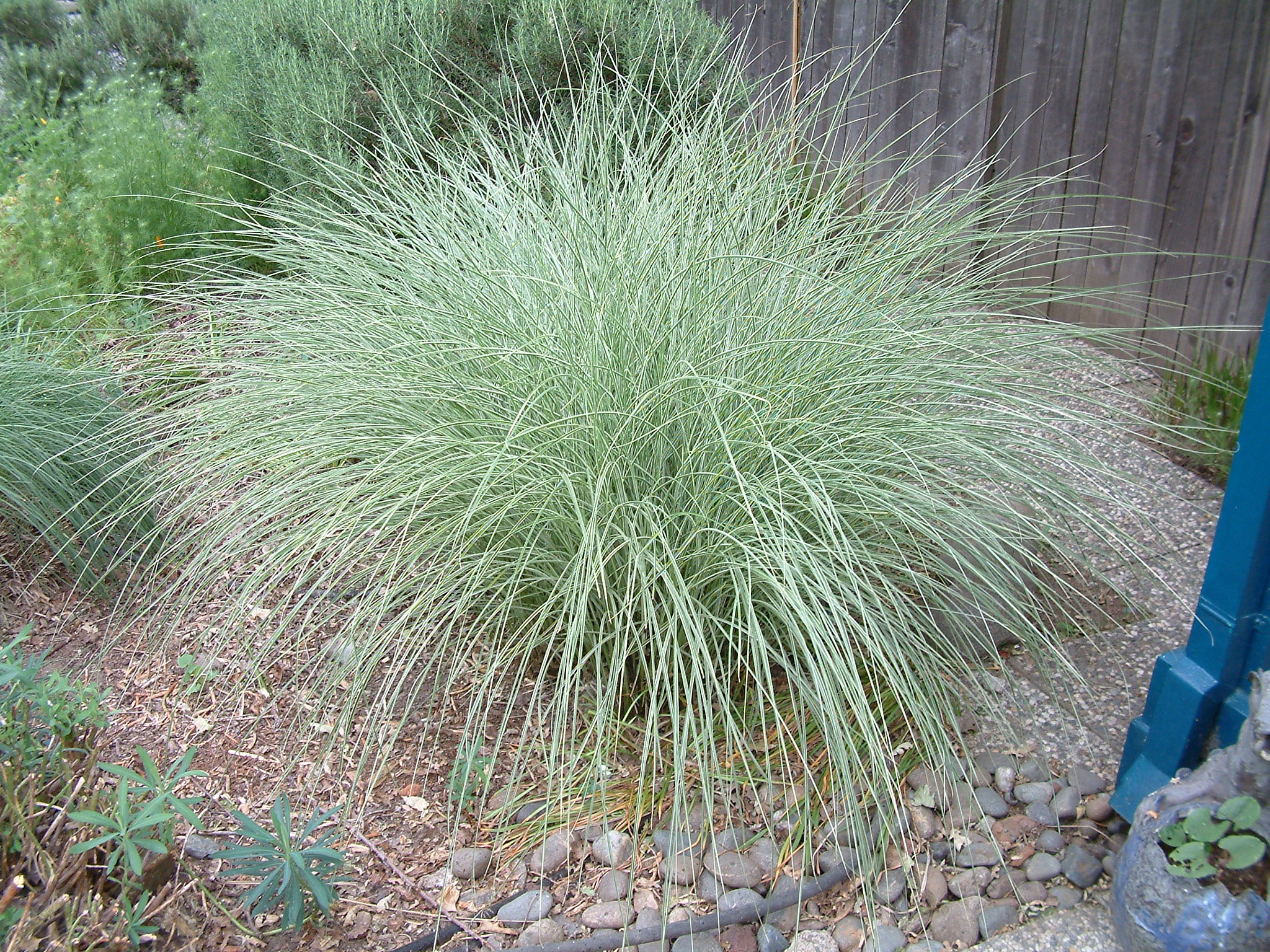 Miscanthus Sinensis Morning Light Morning Light Silver Grass Plantmaster Miscanthus Sinensis Morning Light Morning Light Silver Grass Plantmaster