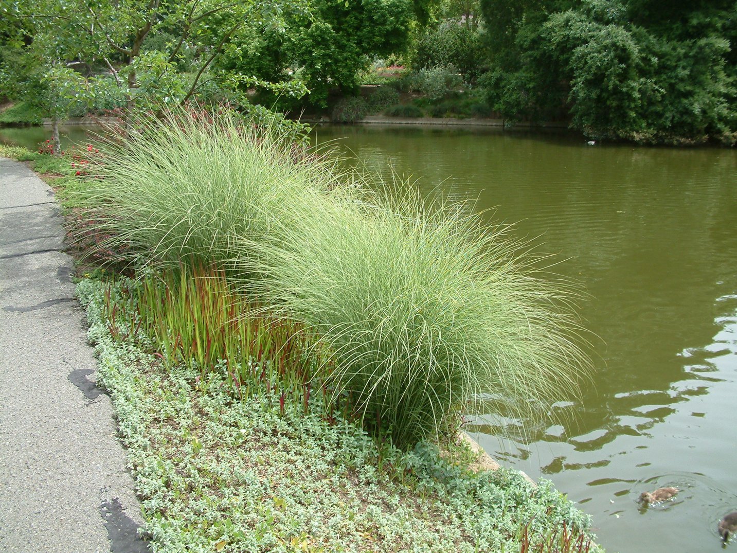 Miscanthus Sinensis Morning Light Morning Light Silver Grass Plantmaster Miscanthus Sinensis Morning Light Morning Light Silver Grass Plantmaster