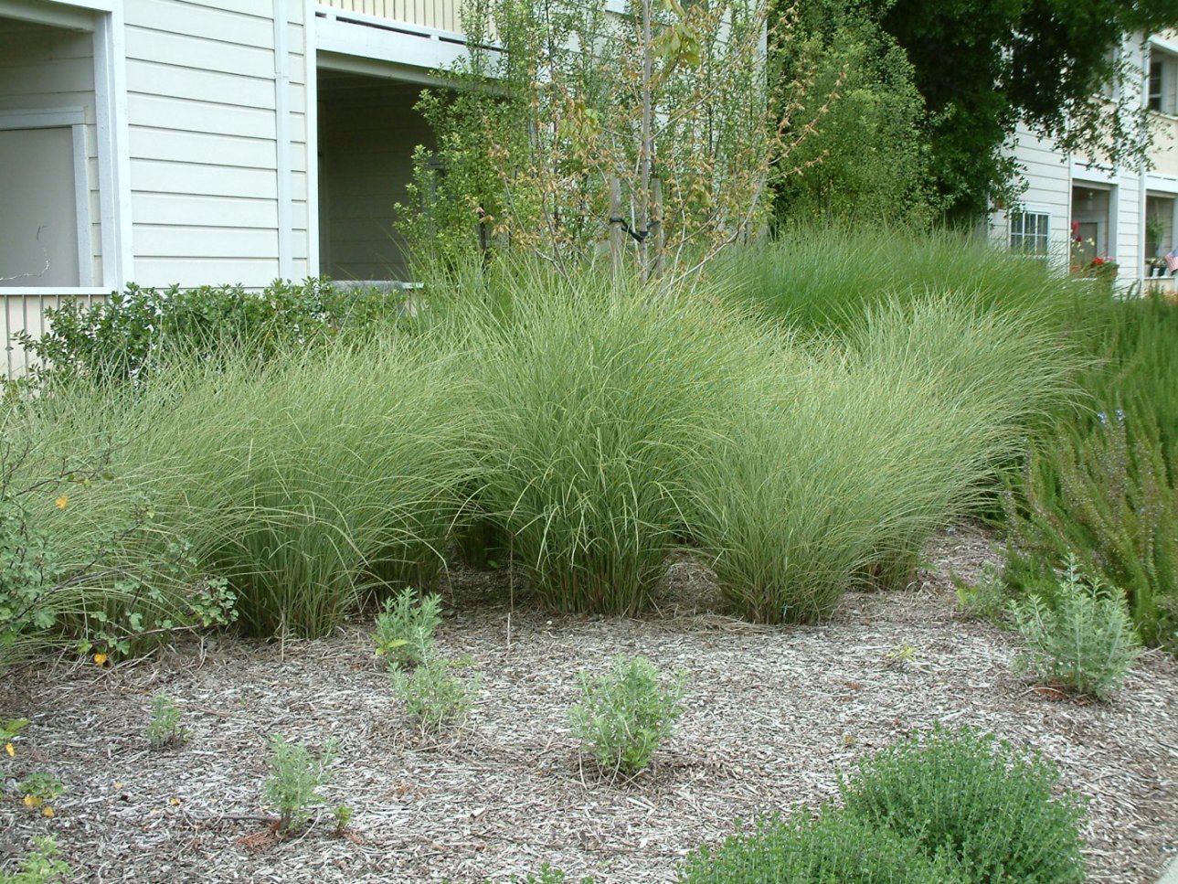 Miscanthus Sinensis Morning Light Morning Light Silver Grass Plantmaster Miscanthus Sinensis Morning Light Morning Light Silver Grass Plantmaster