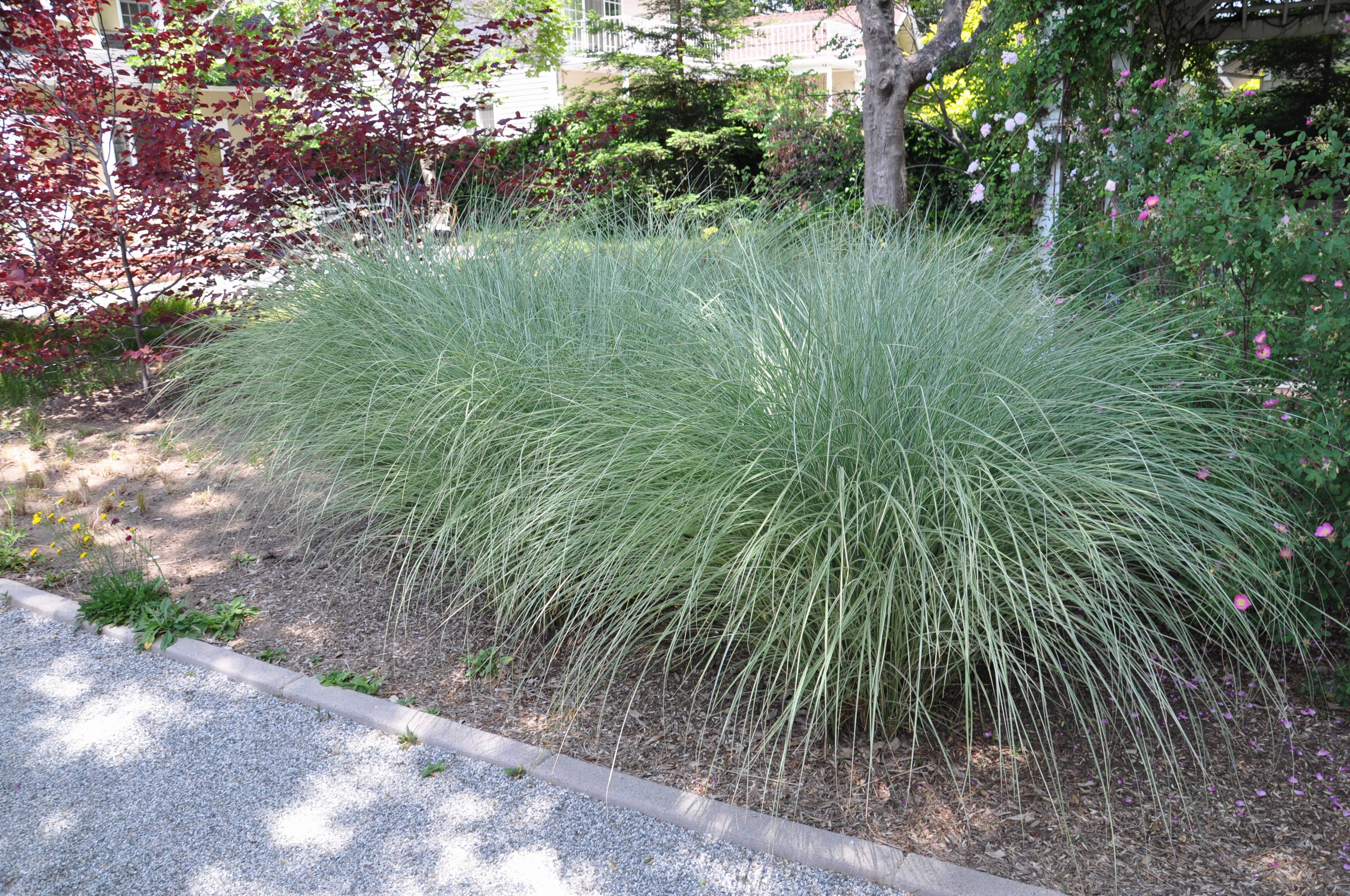 Miscanthus Sinensis Morning Light Morning Light Silver Grass Plantmaster Miscanthus Sinensis Morning Light Morning Light Silver Grass Plantmaster