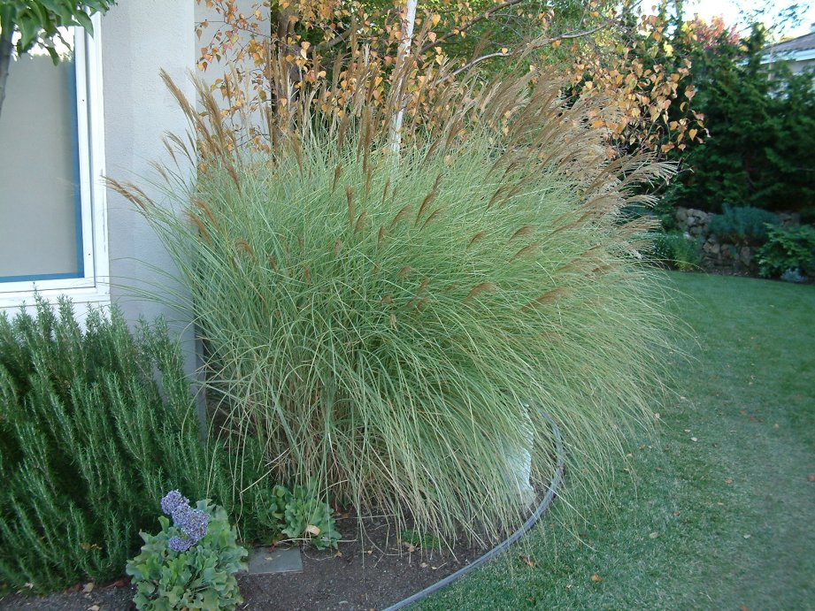 Miscanthus Sinensis Morning Light Morning Light Silver Grass Plantmaster Miscanthus Sinensis Morning Light Morning Light Silver Grass Plantmaster