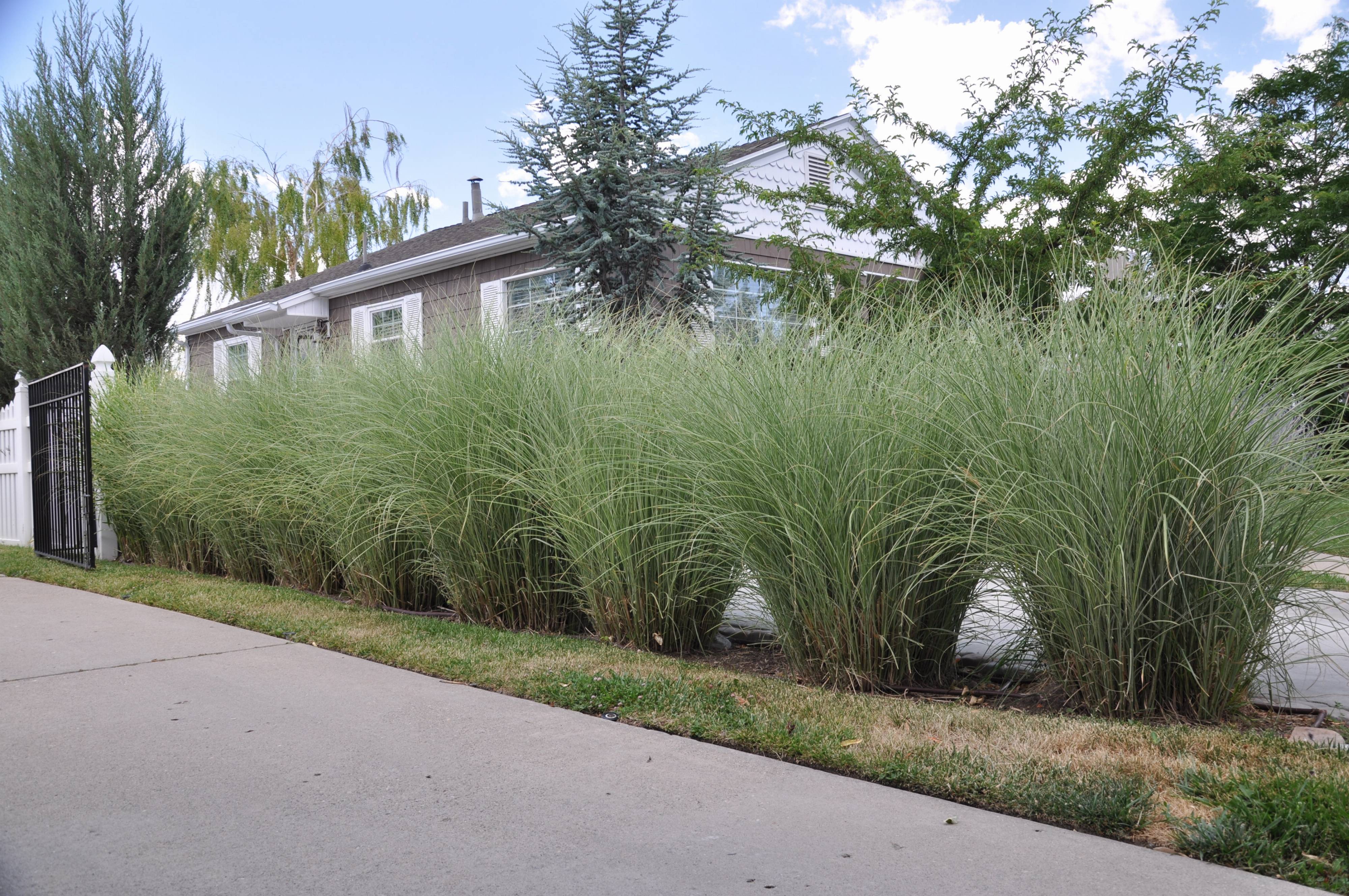 Miscanthus Sinensis Morning Light Morning Light Silver Grass Plantmaster Miscanthus Sinensis Morning Light Morning Light Silver Grass Plantmaster
