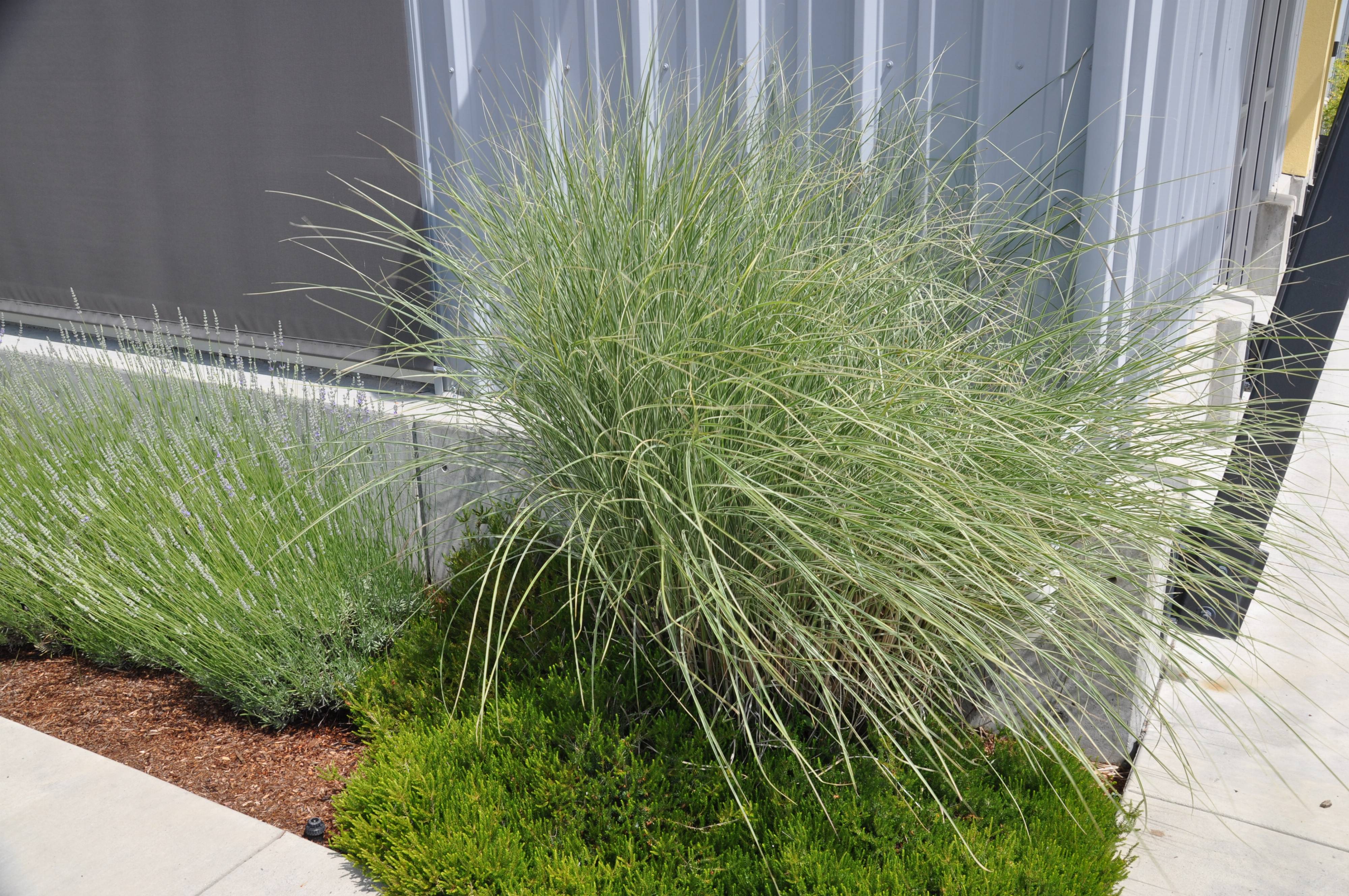 Miscanthus Sinensis Morning Light Morning Light Silver Grass Plantmaster Miscanthus Sinensis Morning Light Morning Light Silver Grass Plantmaster