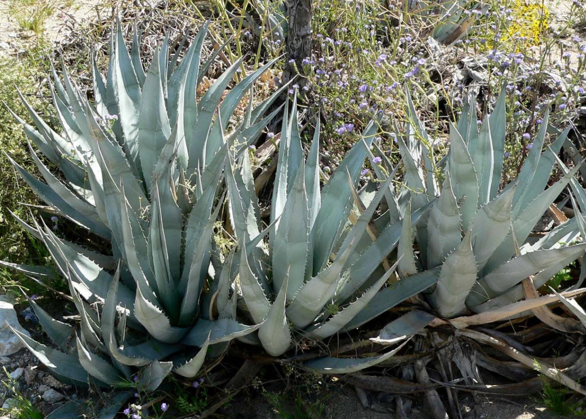 Agave deserti - Desert Agave | PlantMaster