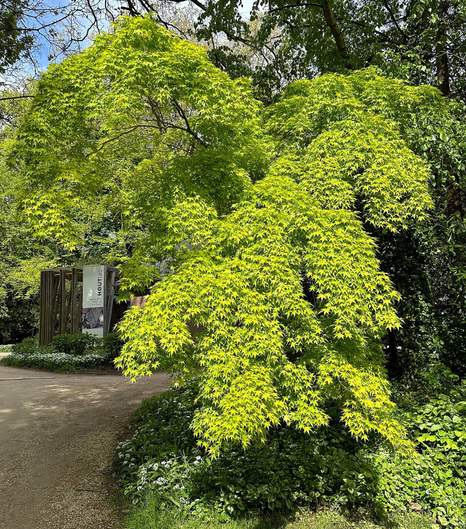 Acer palmatum 'Aureum' - Golden Japanese Maple | PlantMaster