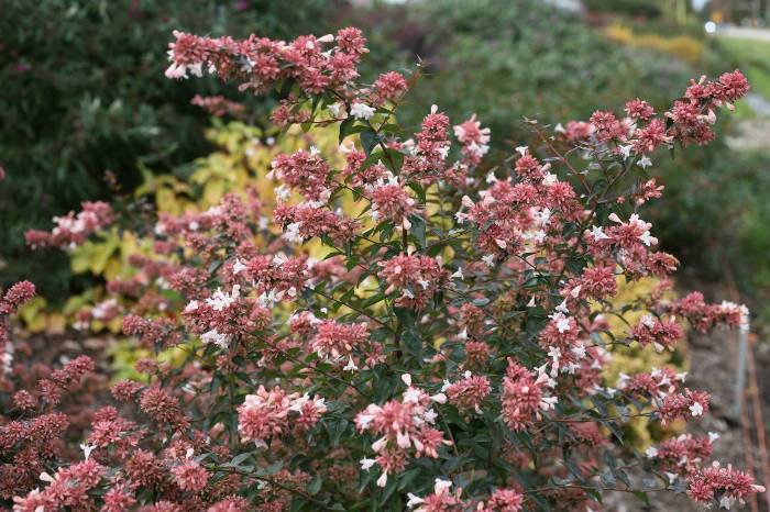 PS 801 FL25 Master List | Plants