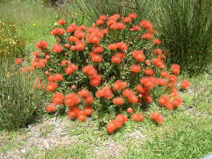 Leucospermum 'Tango' - Tango Pincushion | PlantMaster