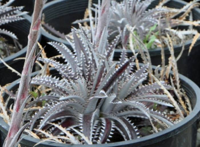 ディッキア・シルバードラゴン：Dyckia 'Silver Dragon