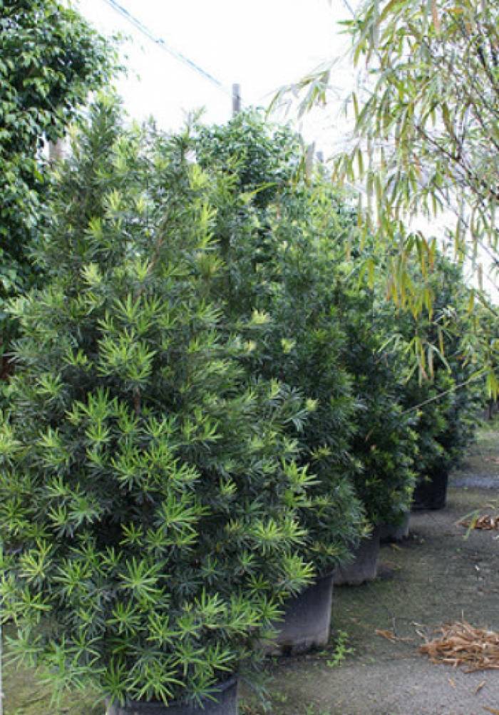 wisteria aquarium plant Wisteria Aquarium Plant: Aquatic Plants for Freshwater Aquariums –  LiveAquaria