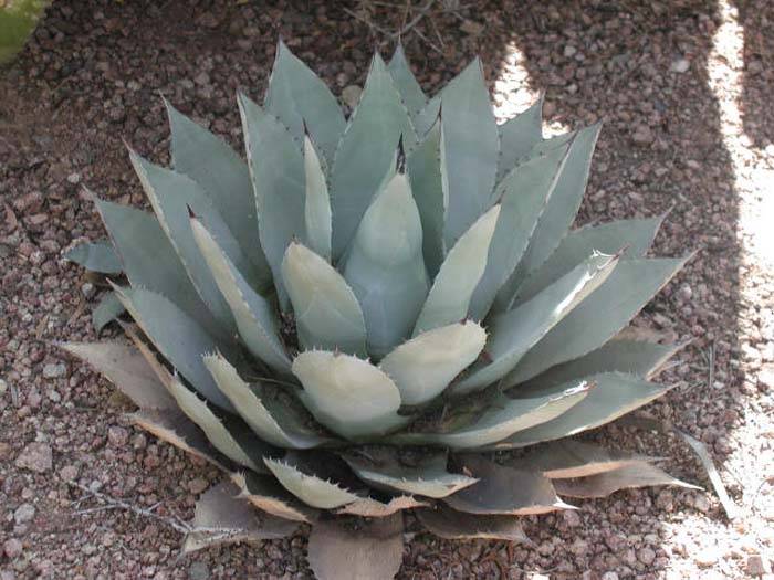 Agave parryi v. couesii - Couesii Century Plant | PlantMaster