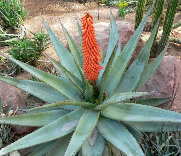Aloe ferox - Bitter Aloe, Red Aloe | PlantMaster