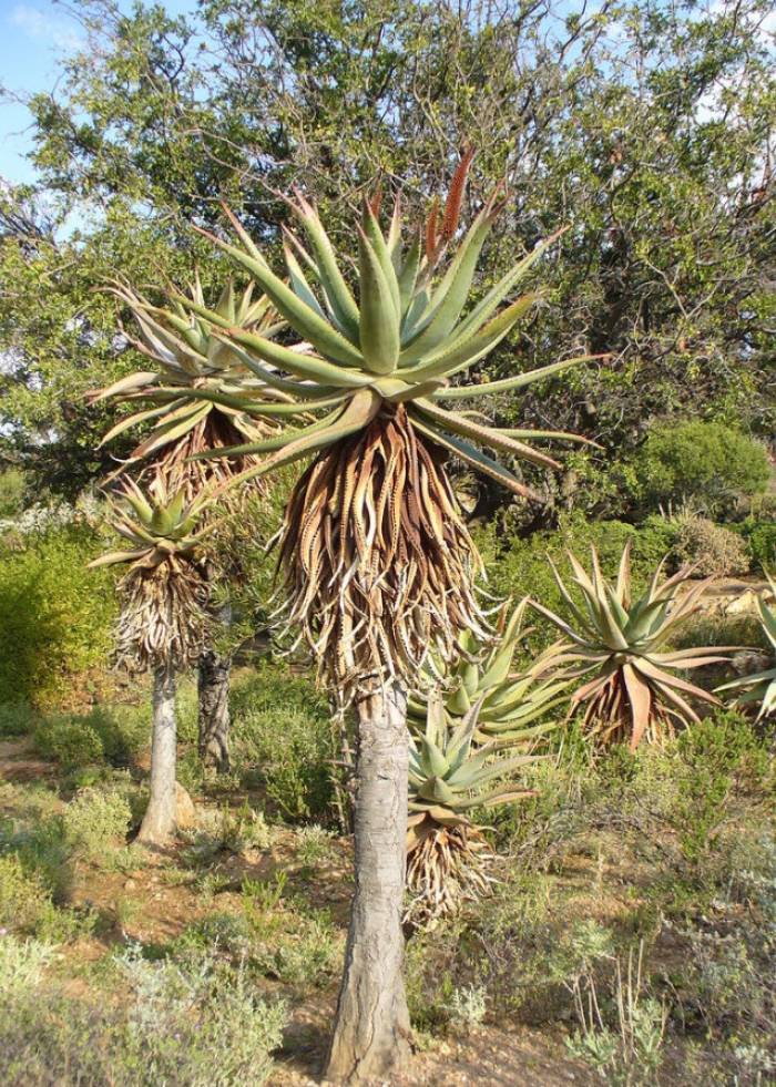 Aloe ferox - Bitter Aloe, Red Aloe | PlantMaster