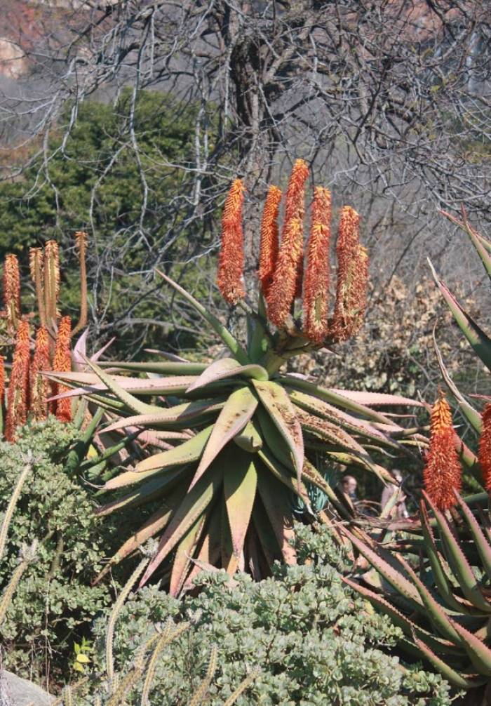 Aloe ferox - Bitter Aloe, Red Aloe | PlantMaster