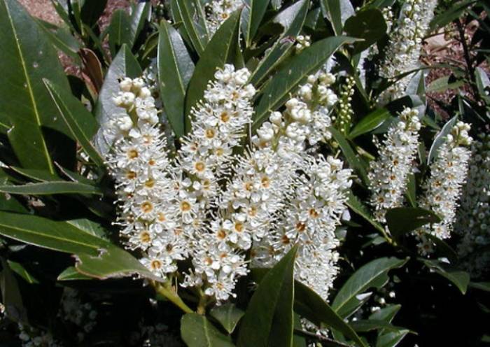 Schipka Cherry Laurel All You Need To Know About Laurel Hedging Plants