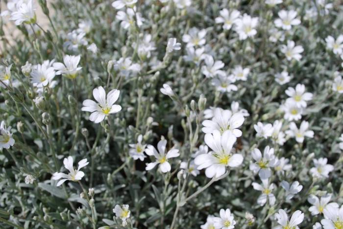 Ясколка tomentosum Silver White